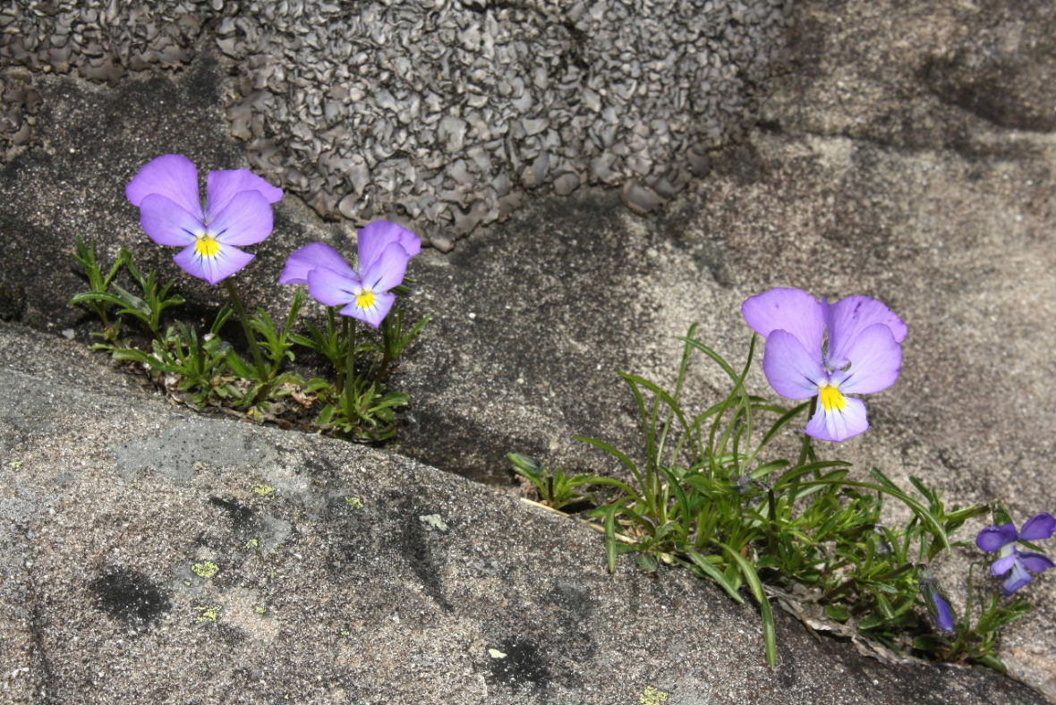 Viole gruppo calcarata da det.-2